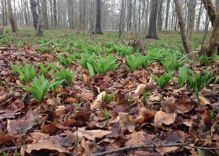 胡塞特米泽尔法特酒店 3*